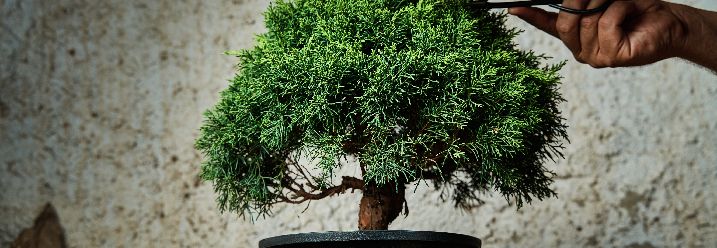 Bonsai-Krone wird zurückgeschnitten